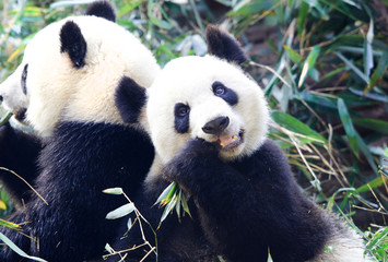 Giant Panda Eating Bamboo, Chengdu, China