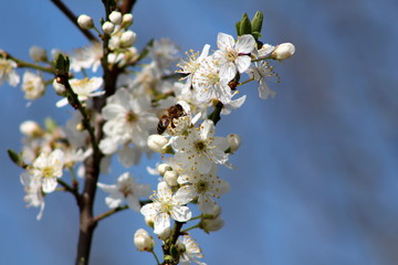 Obraz na płótnie Canvas Beautiful bee on top of white pear tree flower growing on single branch surrounded with other open blooming flowers on clear blue sky background