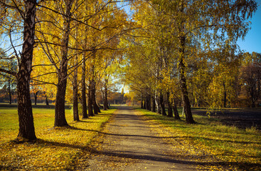 Autumn road