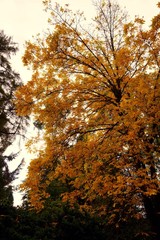 Autumnal tree