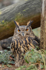 European eagle owl