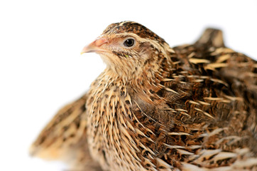 chicken isolated on white background
