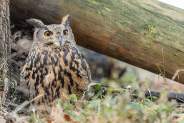European eagle owl