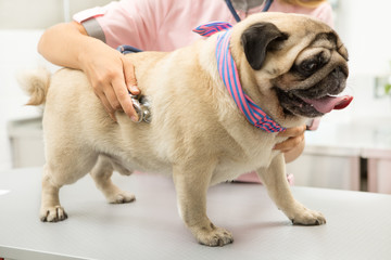 Young veterinarian examining a pug