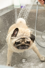Adorable pug being washed