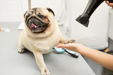 Vet drying pug after washing