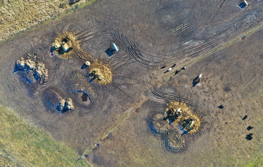 Cattle herd resting on pasture meadow field with water tank, aerial view