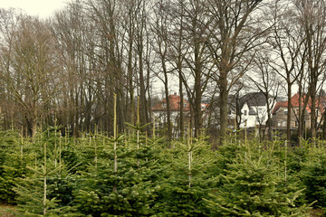 Plant nursery - Christmas trees.