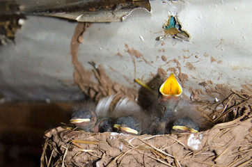 small newly hatched swallow Chicks in the nest
