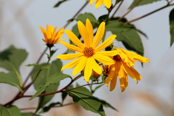 Bright yellow flowers of Jerusalem artichoke or Helianthus tuberosus or Sunroot or Sunchoke or Earth apple herbaceous perennial sunflower plants surrounded with dark green leaves in local garden on wa