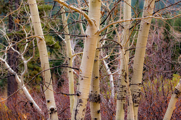 Fototapeta premium branching out