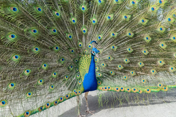 Obraz premium Male peacock showing it's color fan