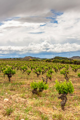 Fototapeta na wymiar Scenic overcast agricultural landscape with vineyards in the foreground in La Rioja, Spain near Logrono