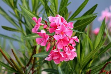 Bunch of Oleander or Nerium oleander shrub plants with fully open blooming pink flowers sprinkled...