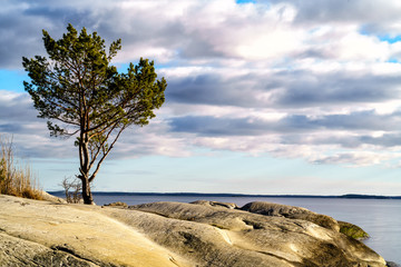 A lonely tree on a cliff in the Stockholm archipelago in the Baltic Sea which is already ice-free in early March