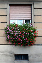 Fototapeta na wymiar Bunch of Pelargonium fully open blooming flowers in various colors planted in large flower pot on edge of window sill mounted on dilapidated window of old apartment building with faded facade on warm 