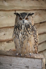 Majestic eurasian eagle-owl
