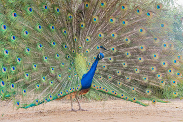 Obraz premium Male peacock showing it's color fan