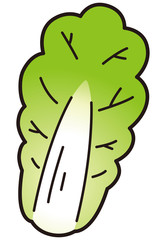 白菜　一枚