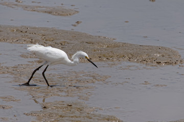 Aigrette neigeuse à la pêche dans la vase des côtes à marée basse de l'océan Atlantique en Guyane française