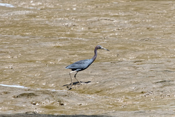 Belle aigrette bleue dans la vase à marée basse de l'océan Atlantique en Guyane française