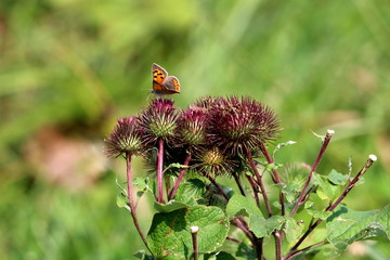 Burr plants in single bunch with colorful butterfly with orange wings and black spots surrounded...