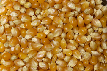 background of corn