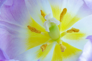 Closeup of the bloomed tulip heart with stamens and pistils widely opened at spring season