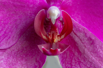 Purple orchid close up flower