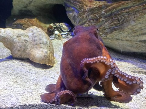 Polvo