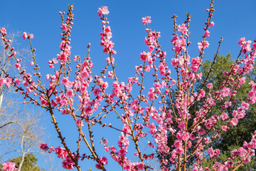 Pink peach flower blossom