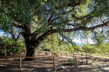 Fototapeta premium Beautiful tree nature scene around Descanso garden