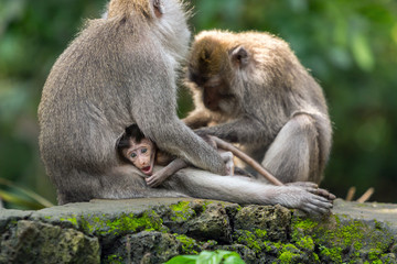 The monkey family takes care of the baby.