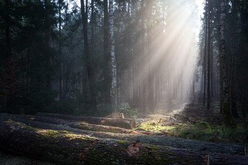 Sonnenstrahlen auf einer Lichtung im Wald