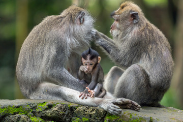 Naklejka na ściany i meble Monkey family has a rest in the jungle of Ubud.