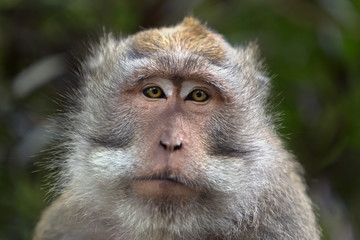 Closeup view of the face of the monkey.