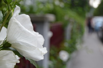 white flowers in the garden