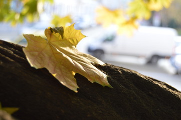autumn leaves on wooden background