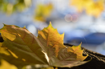 autumn leaves