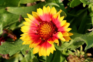 Common gaillardia or Gaillardia aristata or Common blanketflower or Blanketflower or Brown-eyed susan perennial wildflower with fully open blooming yellow to reddish petals and flower head with center