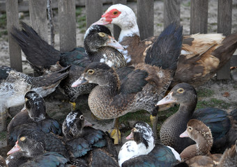 Obraz premium Ducks Cairina moschata