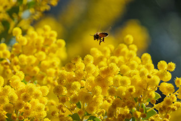 The beautiful Acacia chinchillensis (chinchilla wattle) blossom