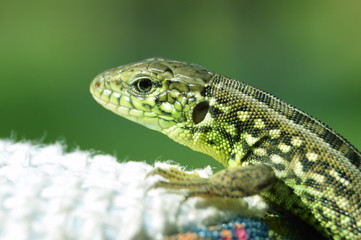 green lizard