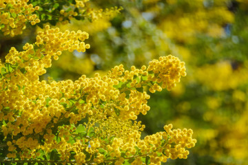 The beautiful Acacia chinchillensis (chinchilla wattle) blossom