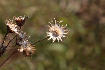 Completely open dried Thistle flowering plant with shriveled and fallen petals surrounded with other plants and leaves in background on warm summer day