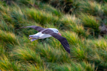 Black-browed albatross in flight over the Falkland Islands