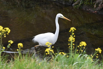 An egret in the stream