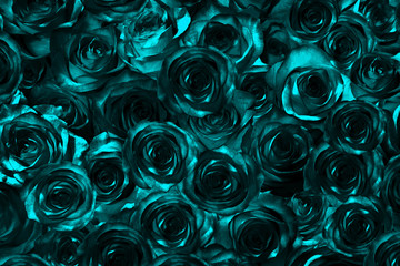 blue black roses.