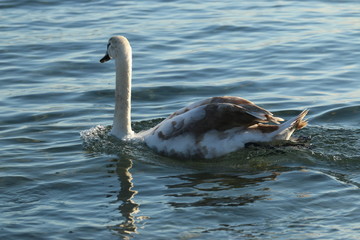 Jeune cygne seul sur le lac