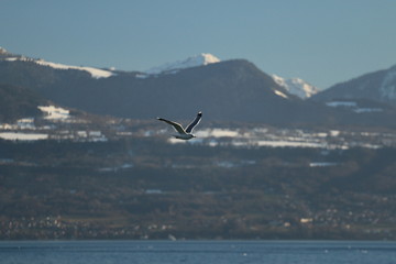 Fototapeta na wymiar Mouette en vol au dessus du lac avec montagne en arrière plan